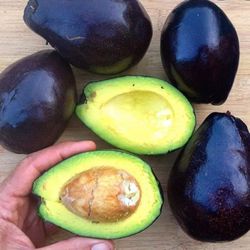 7ft MEXICOLA AVOCADO TREE 