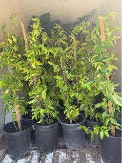 $40.00EACH PASSION FRUIT PLANT’S🍃🪴/ MARCUYAS O PASIFLORAS 🍃🪴