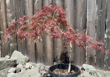 Japanese Maple Garnet