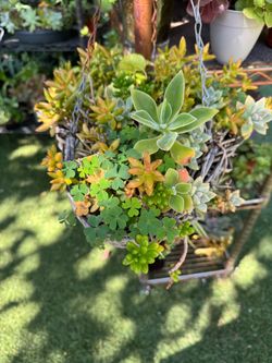 Beautiful plants in a hanging pot