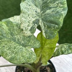 Alocasia Macrorrhiza Camouflage Plant