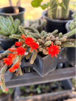 Cactus