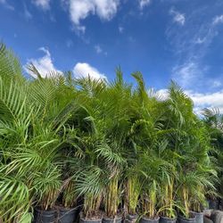 Arecas About 7 Feet Tall Instant Privacy Hedge For Fence Over The Pot  Only$35 Best Price 30 Qty