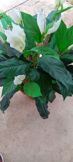 Large Plant Decor