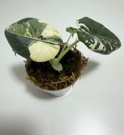 Alocasia maharani Albo exact plant