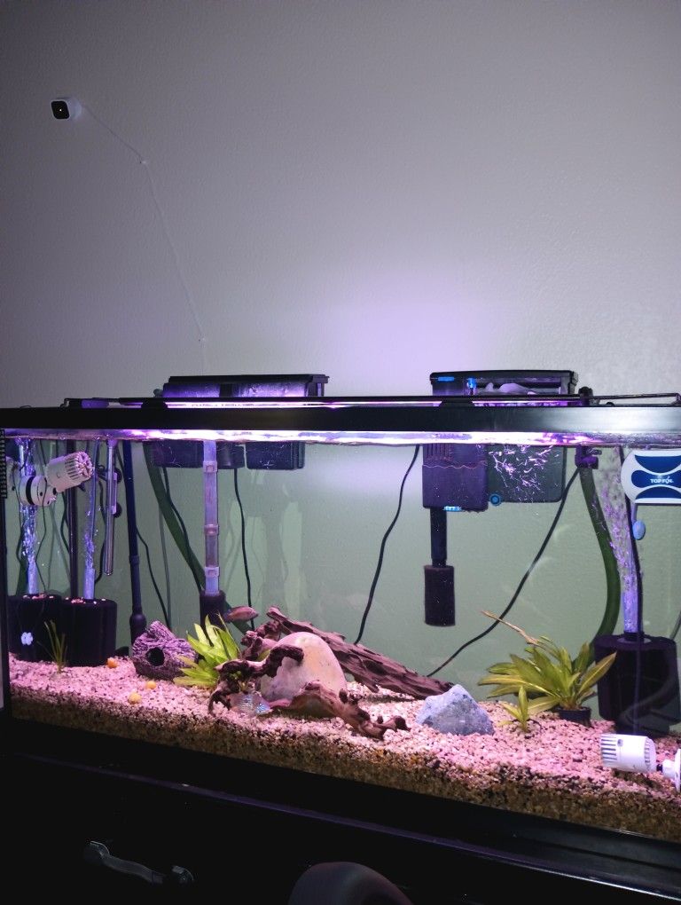 60 GALLON AQUARIUM for Sale in Sacramento, CA OfferUp