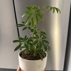 🪴Umbrella Plant In Ceramic Pot