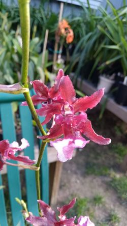 Orchid