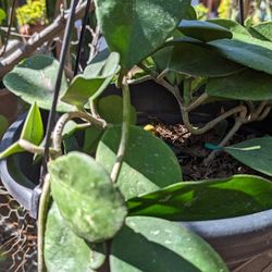 Hoya Obovata Plant. Big Plant.