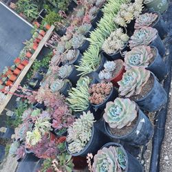 Echeverias & Succulent 