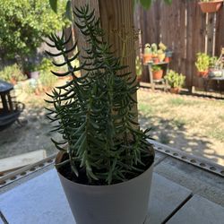 Small Succulent Plant