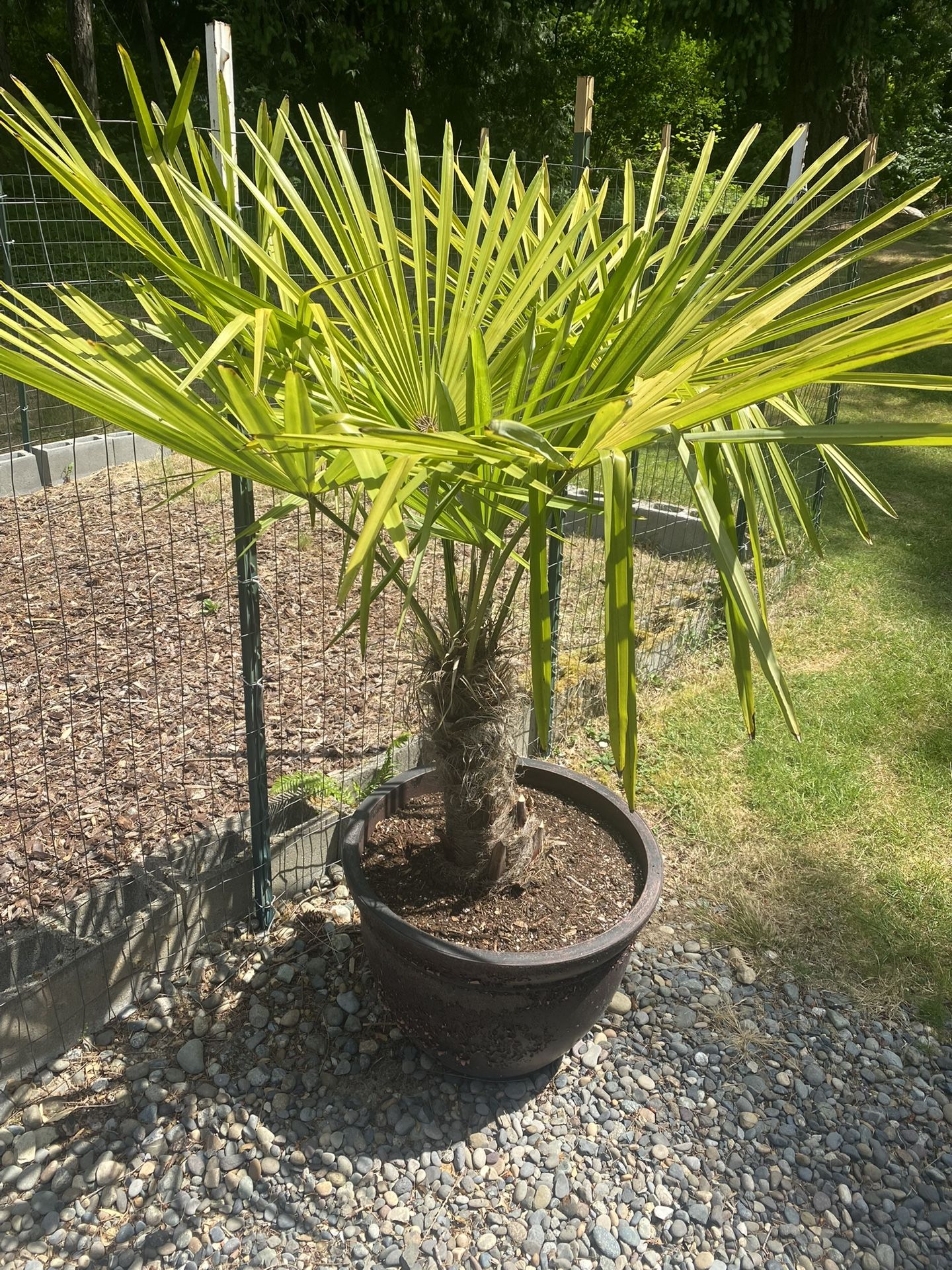 Very Large Windmill Palm Tree