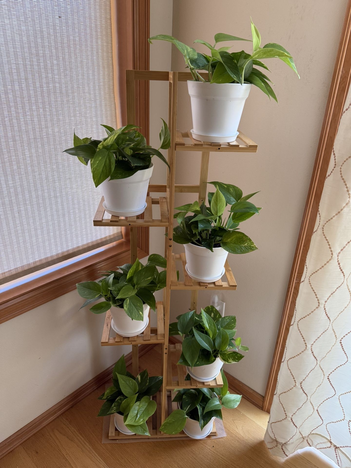Live Healthy Golden Pothos Silvery Ann Plants In 6” Pot