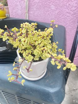 Rainbow Bush Variegata Succulent