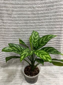 Mary Ann Live Plant