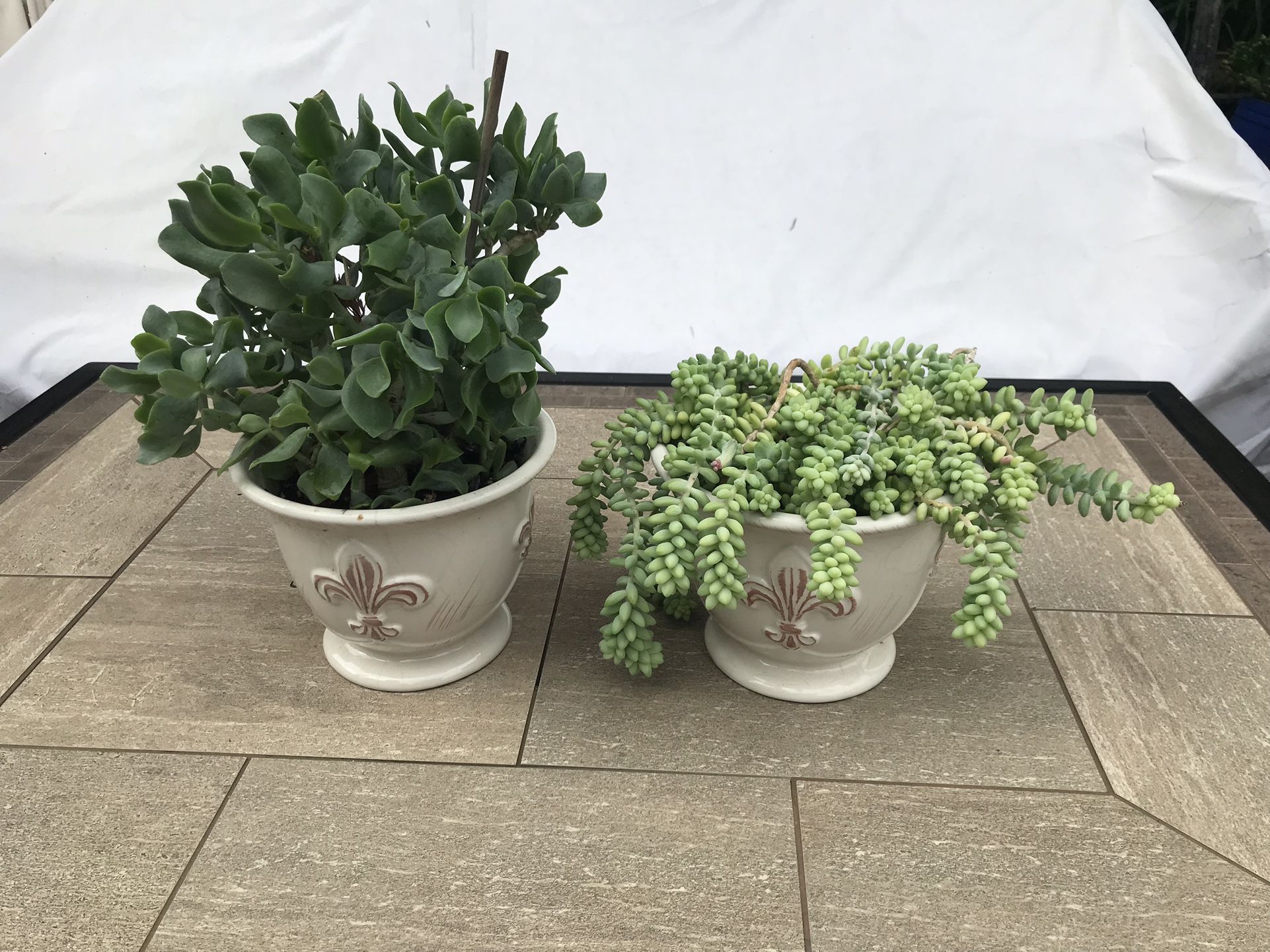 Burro’s tail & ripple jade succulents in 2 pretty French ceramic pots
