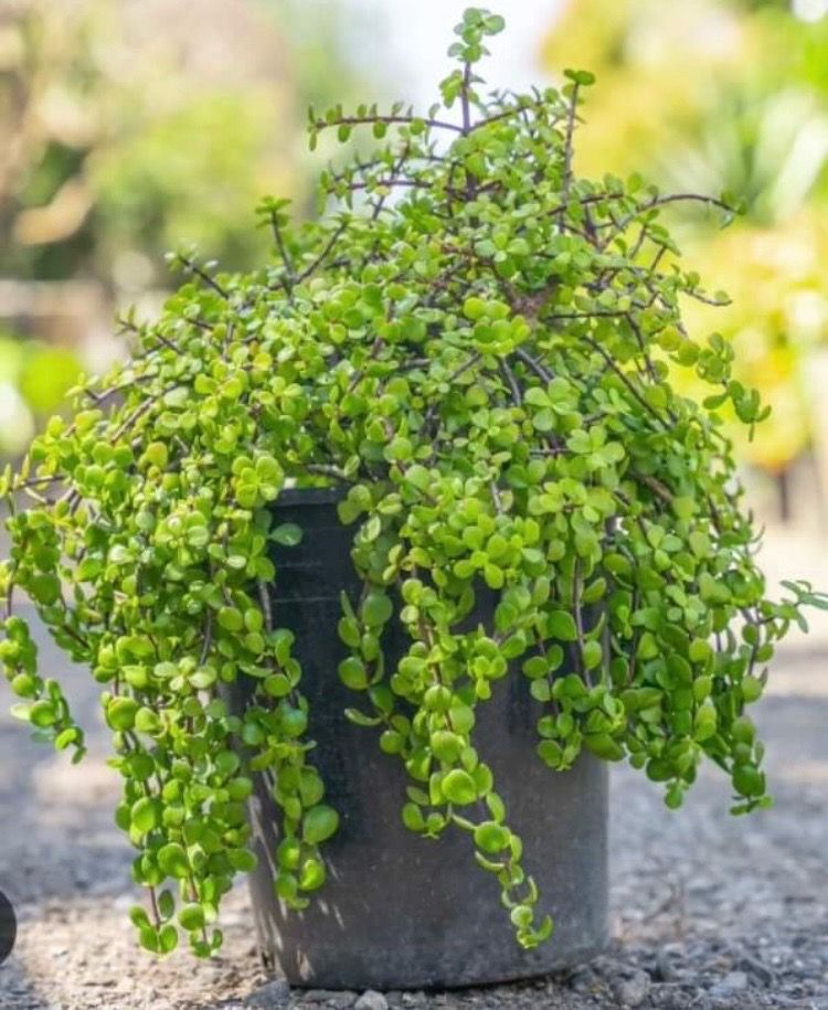 Edible & Ornamental Elephant Food Plants