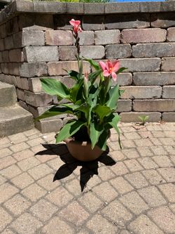 Canna , coral pink color.