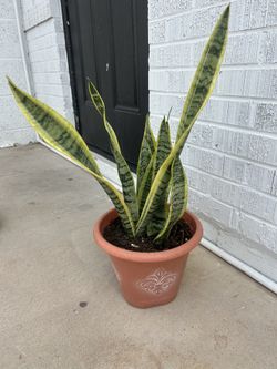 Snake Plant