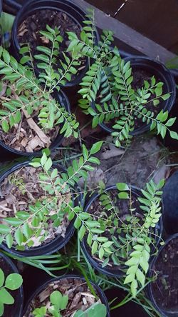 Indian Curry leaf plants
