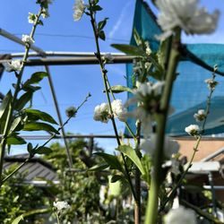 Almond Tree/cây Hạnh Nhân
