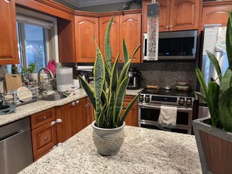 Snake Plant Sansevieria Real Plant And Pot  28"