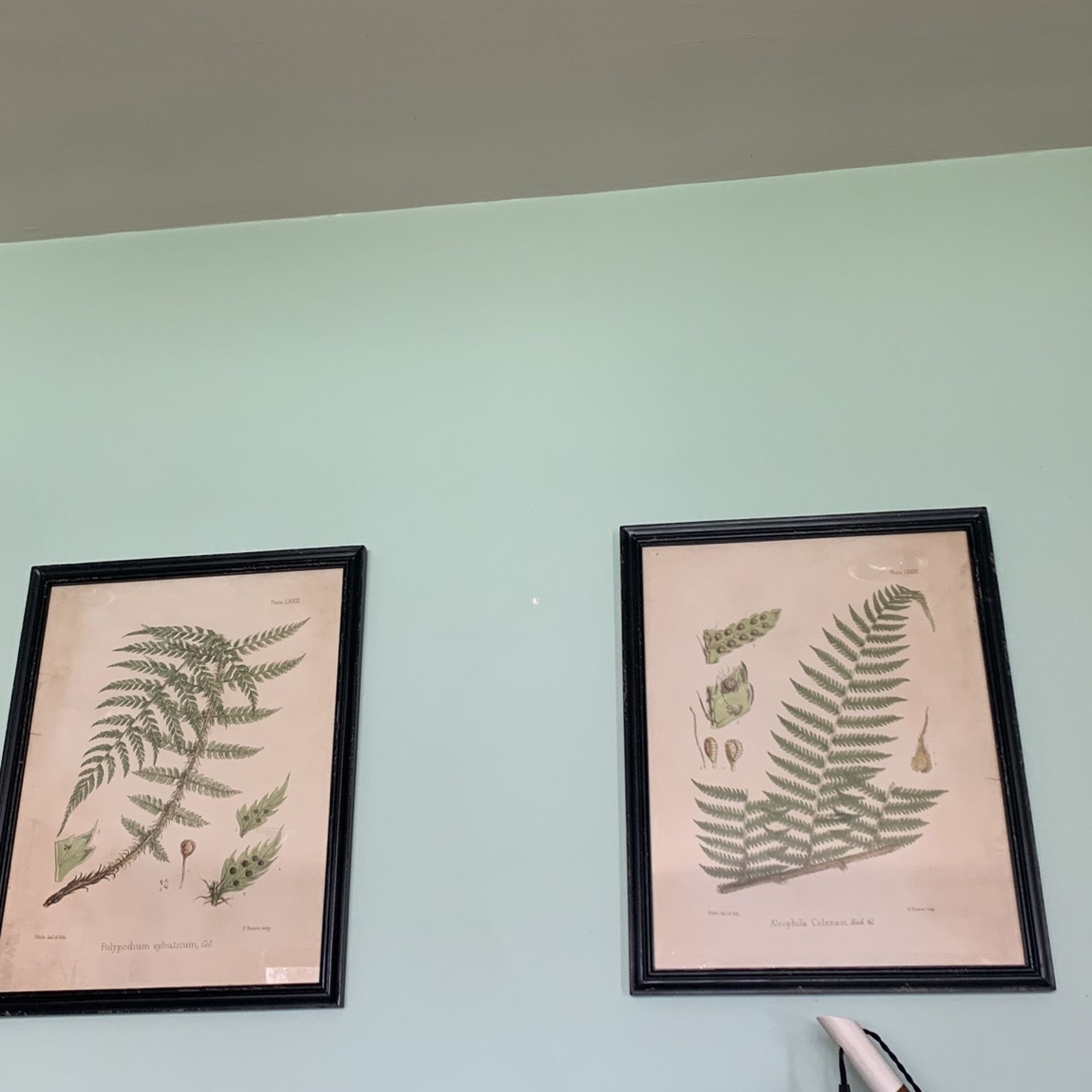 Fern Framed Pictures (set of 2)
