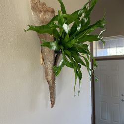 Cool Tropical Indoor/House Plants-Wallhangings/Gifts