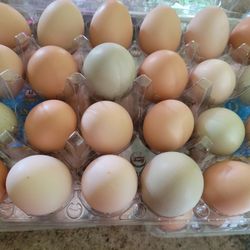 Fresh Chicken Eggs