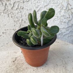 3 Inch Pot Succulent Plant - Crassula Congesta -  Crassula Green Beans - Rooted & Established Plant- Drought Resistant - 🪴 