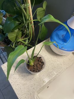 Monstera Burle Marx Flame