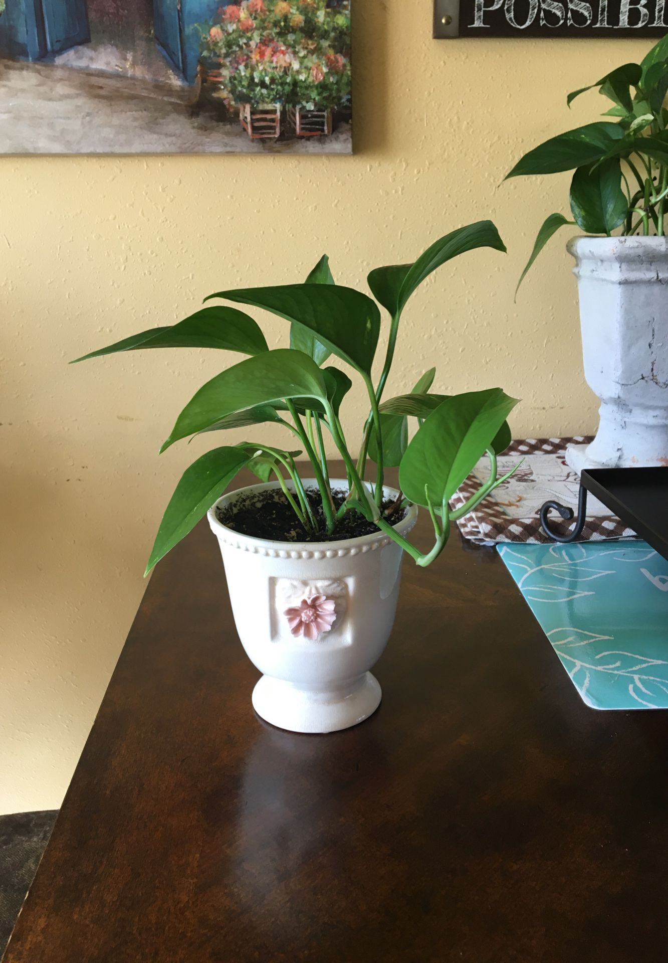 Beautiful Indoor 🌱 Plant.