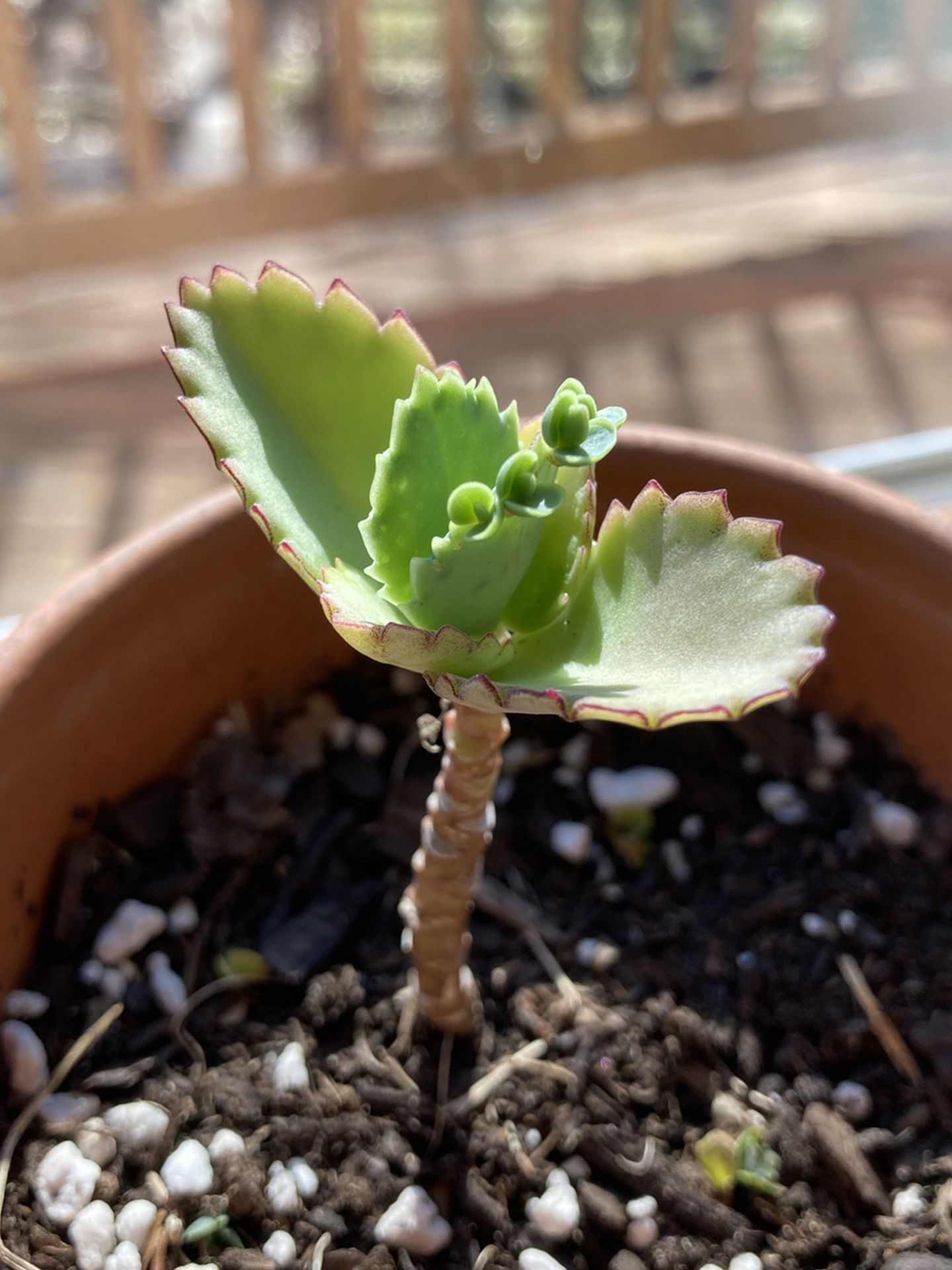 Mother of Thousands Plant