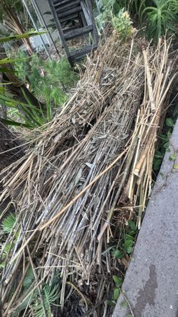 Free bamboo bundles