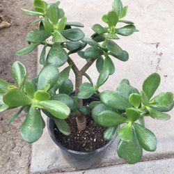 Jade Plants