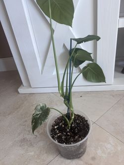 Monstera Mint