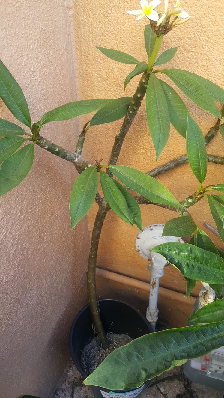 Plumeria Las 2x$30