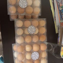 Fresh Farm Eggs For Sale Pick Up In Chandler 