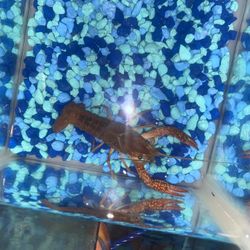 Small Rocks For Crayfish 