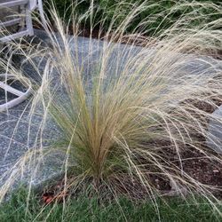 Ornamental grass Mexican Feather. Sammamish, Beaver Lake 