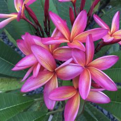 Hawaiian Plumaria For Sale 