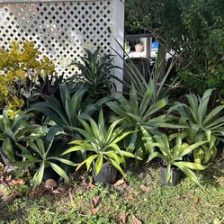 AGAVE PLANTS IN PLASTIC POT FOR SALE 