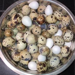 Quail Eggs