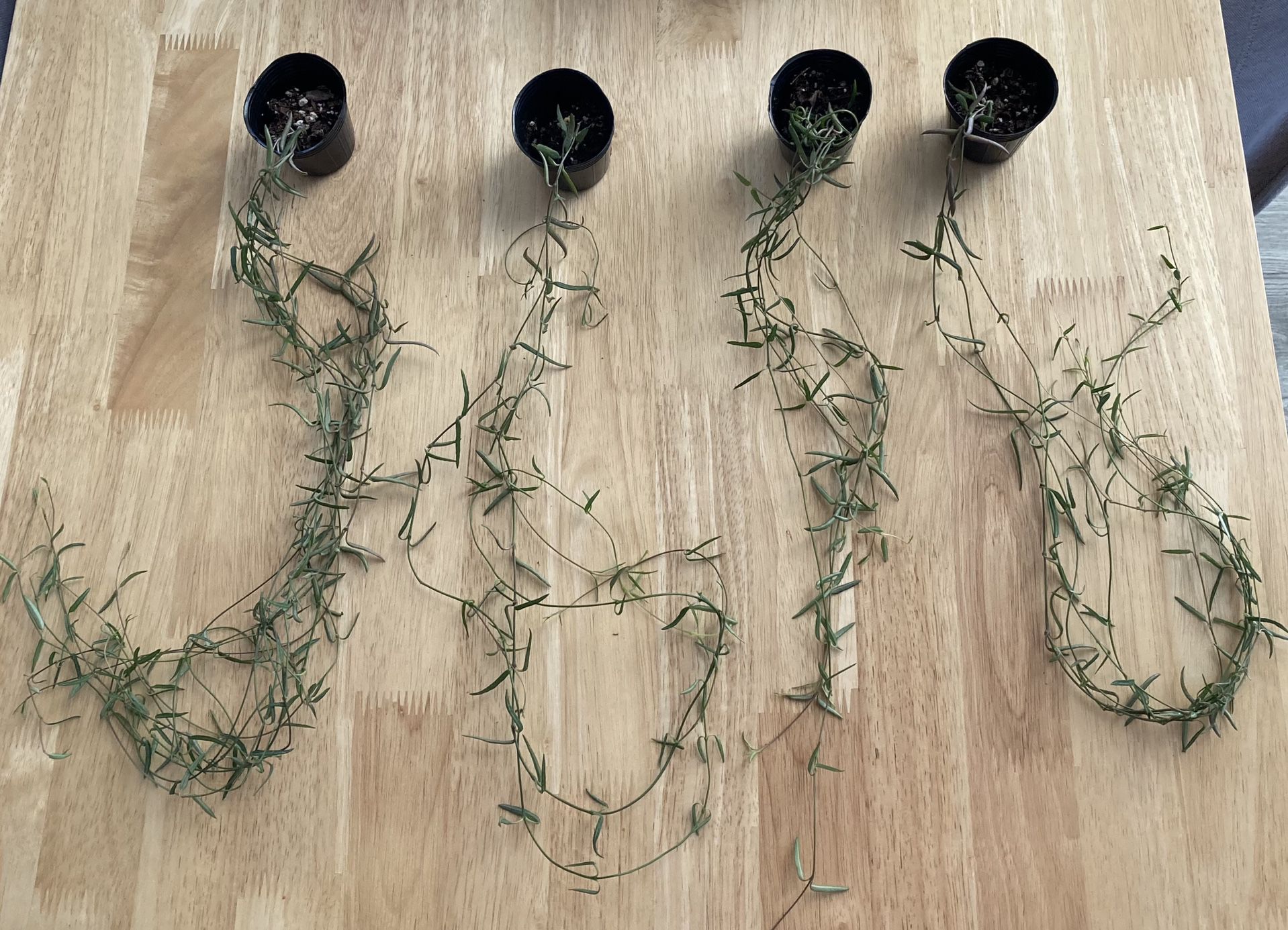 String Of Needles (ceropegia Linearis) Houseplant Indoor Plants Pots 
