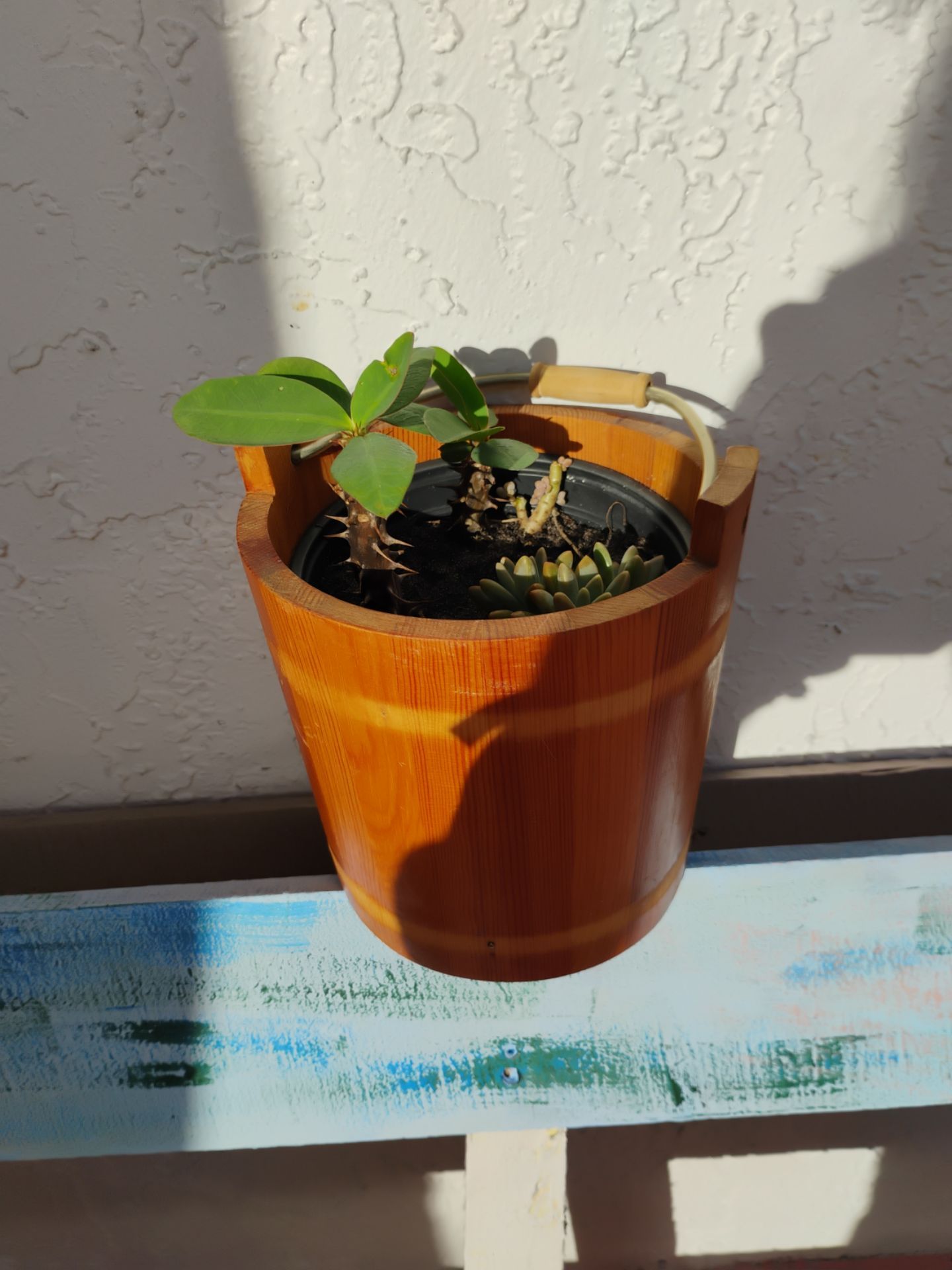 Succulent mix in wooden pot in Margate
