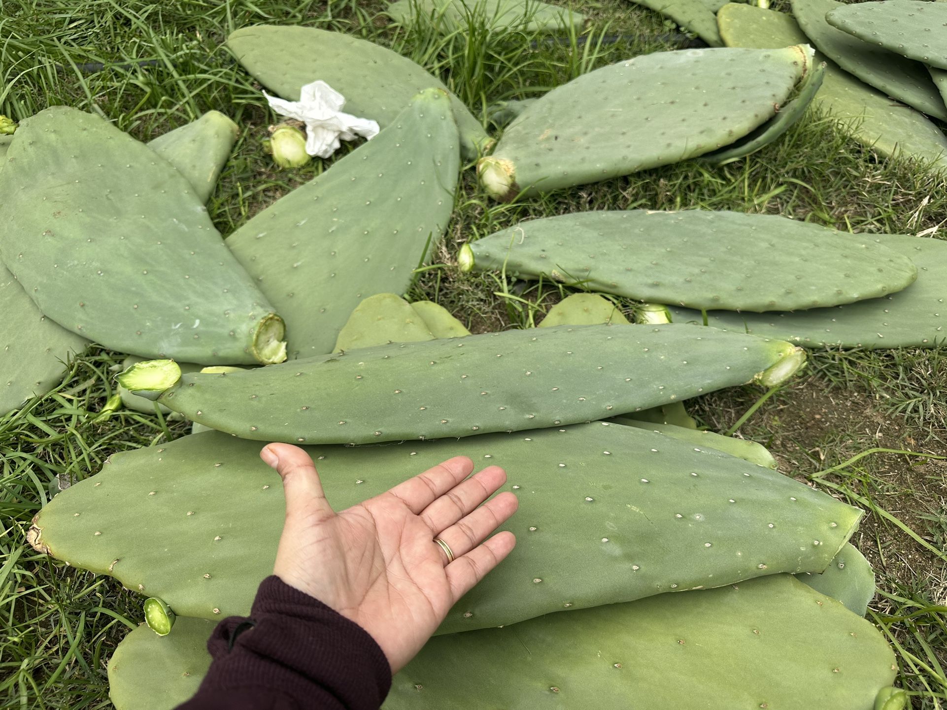3 Pencas De Nopales X $5