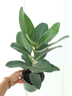 Ficus Audrey Plant 6" Pot - Indoor House Plants