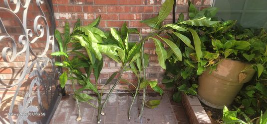 Hawaian plants fresh cuts