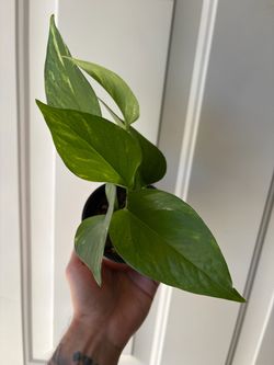 Golden Pothos