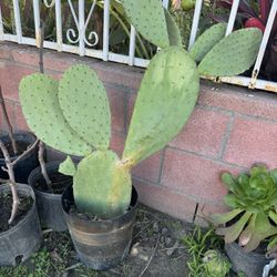 Big Cactus